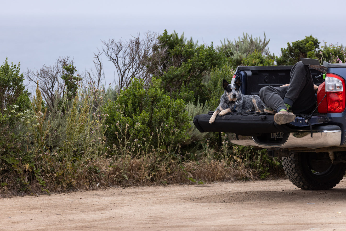 FOLK ART ROOSTER MERINO WOOL MEN'S CREW SOCKS